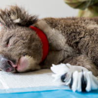 山火事から救出されたコアラ（Image：Commonwealth of Australia）