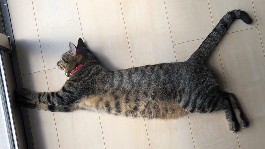 床にPUMAが落ちてる？プーマキャットポーズの猫