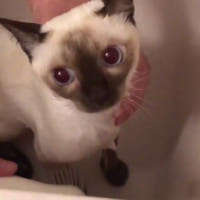 微動だにせずシャワーで身体を洗われている猫ちゃん動画がTwitterで話題。
