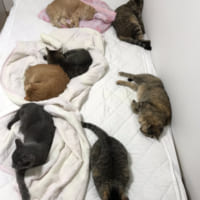 7匹の猫と暮らす投稿者。ベッドにも所狭しと猫ちゃんの姿が。