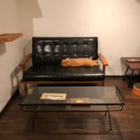 大きい方のソファで寝るウニちゃん（キャットアパートメントコーヒー＠元町家猫カフェさん提供）