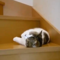 階段の踏み板部分で寝てしまった猫ちゃんの動画がTwitterで話題。