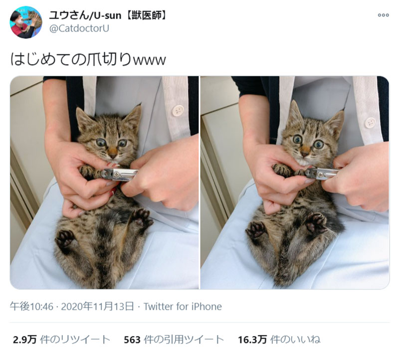 初めての爪切り……目を丸くして驚く子猫が可愛すぎる