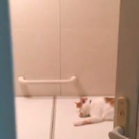 お風呂が沸いたので、お風呂場で寝ている猫のちゃろくんを起こしに行った飼い主さん。