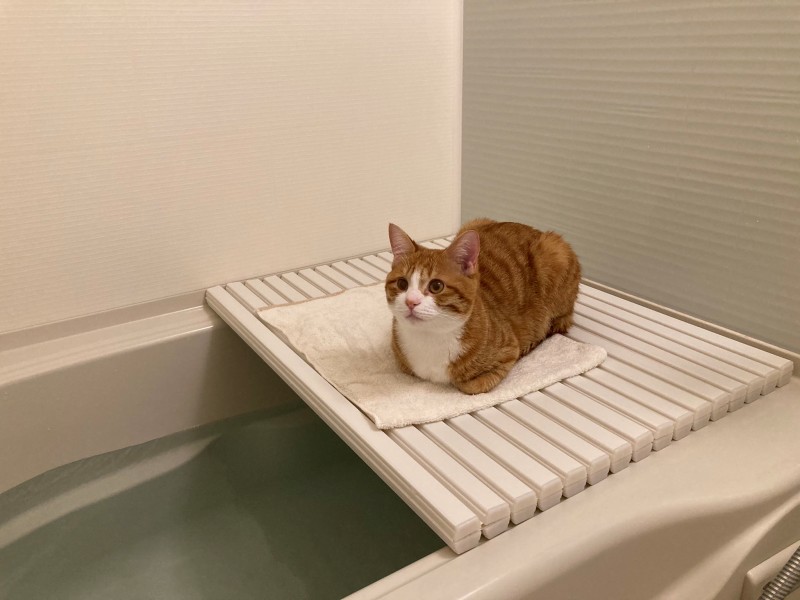 「お待ちしておりました」お風呂のふたで飼い主の入浴を待つ猫