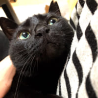 飼い主に安心して「抱かれて」いる黒猫ちゃんの様子がTwitterで話題。