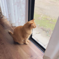 窓を眺めながらポツリとつぶやいた猫ちゃんがTwitterで話題。