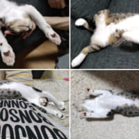 ダイナミックな寝相で眠る猫ちゃんの写真がTwitterで話題。