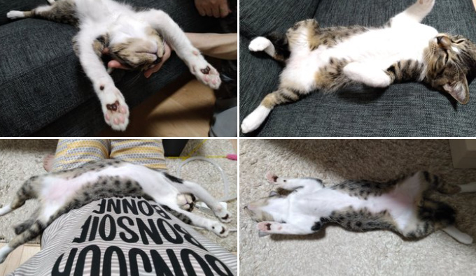 ばんざーい！　ヘソ天ポーズでダイナミックに眠る子猫
