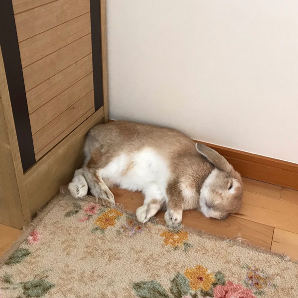 床に落ちたぬいぐるみ？愛らしいウサギの寝姿にメロメロ
