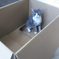 あおちゃんは箱に入るのが大好きな子猫。
