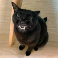 すごい表情を見せる黒猫がTwitterで話題。