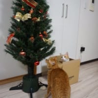 初めてのクリスマスツリーを恐る恐る見上げるカイちゃん。「相棒」のクウちゃんは段ボールの中から静観。