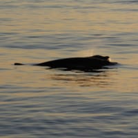 息継ぎをするクジラ（Image：U.S.Navy）