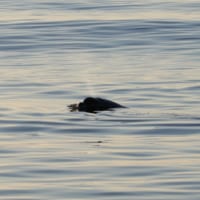 新種とみられるクジラ（Image：U.S.Navy）