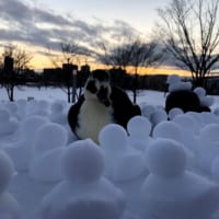 アヒルと一緒に写した「アヒルの雪だるま」の投稿写真がTwitterで反響。