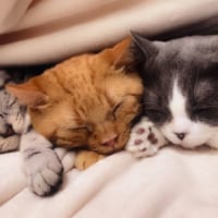 3匹の子猫が気持ち良さそうにスヤスヤ寝ている可愛い姿