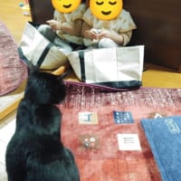 黒猫のティチャラくん（2歳／オス／ミックス）