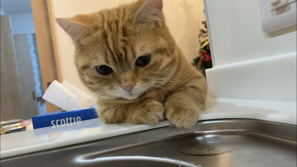 流し台の現場監督　愛猫のおかげで洗い物がはかどる！