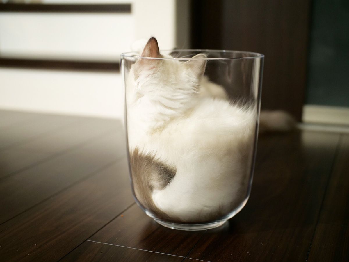 グラスで猫が液体化？　透明なゴミ箱にジャストフィットしちゃった猫さん