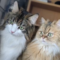 「生粋の動物好き」の投稿者は現在、はつちゃんとうにちゃんの2匹の猫と生活。今後新居で随時投稿予定です。