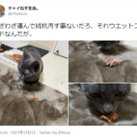 「それウェットフードなんだが。」とある場所で食事を始める飼い猫に困惑する飼い主の投稿がTwitterで話題。