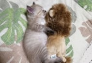 ライオンちゃんと眠りにつく子猫の投稿写真にTwitterで多くの方が癒された模様。