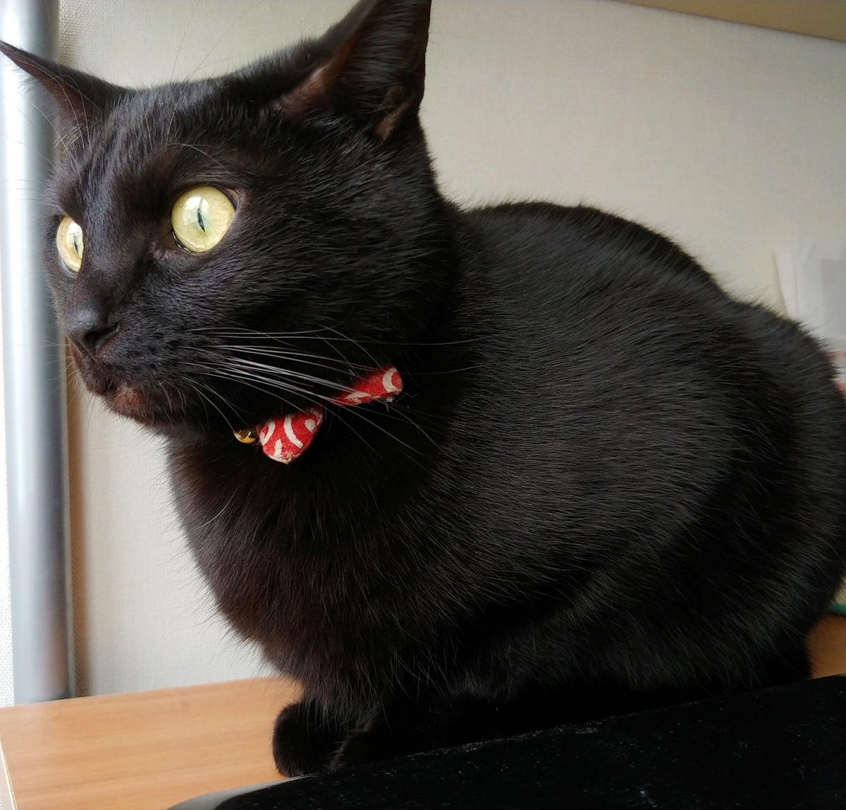 「ジー……」目を丸くして雪を見つめる黒猫