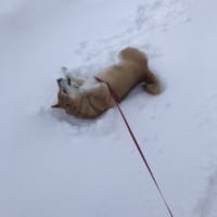 雪大好きな柴犬のチロちゃん。この日も新雪部分へダイビング。