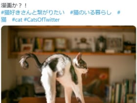「漫画か？！」コミカルな姿を披露した猫がTwitterで話題。