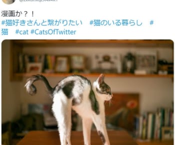 「漫画か？！」コミカルな姿を披露した猫がTwitterで話題。