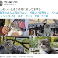 「どこでもいっしょ」旅先で撮った愛猫の写真がTwitterで話題。