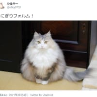「おにぎりフォルム」と称された猫がTwitterで大反響。
