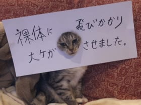 脱衣所で大惨事！　猫がやらかした事実に思わず痛くなる……　ココニャ@猫写真集、発売中！さん（@kokonananya）提供