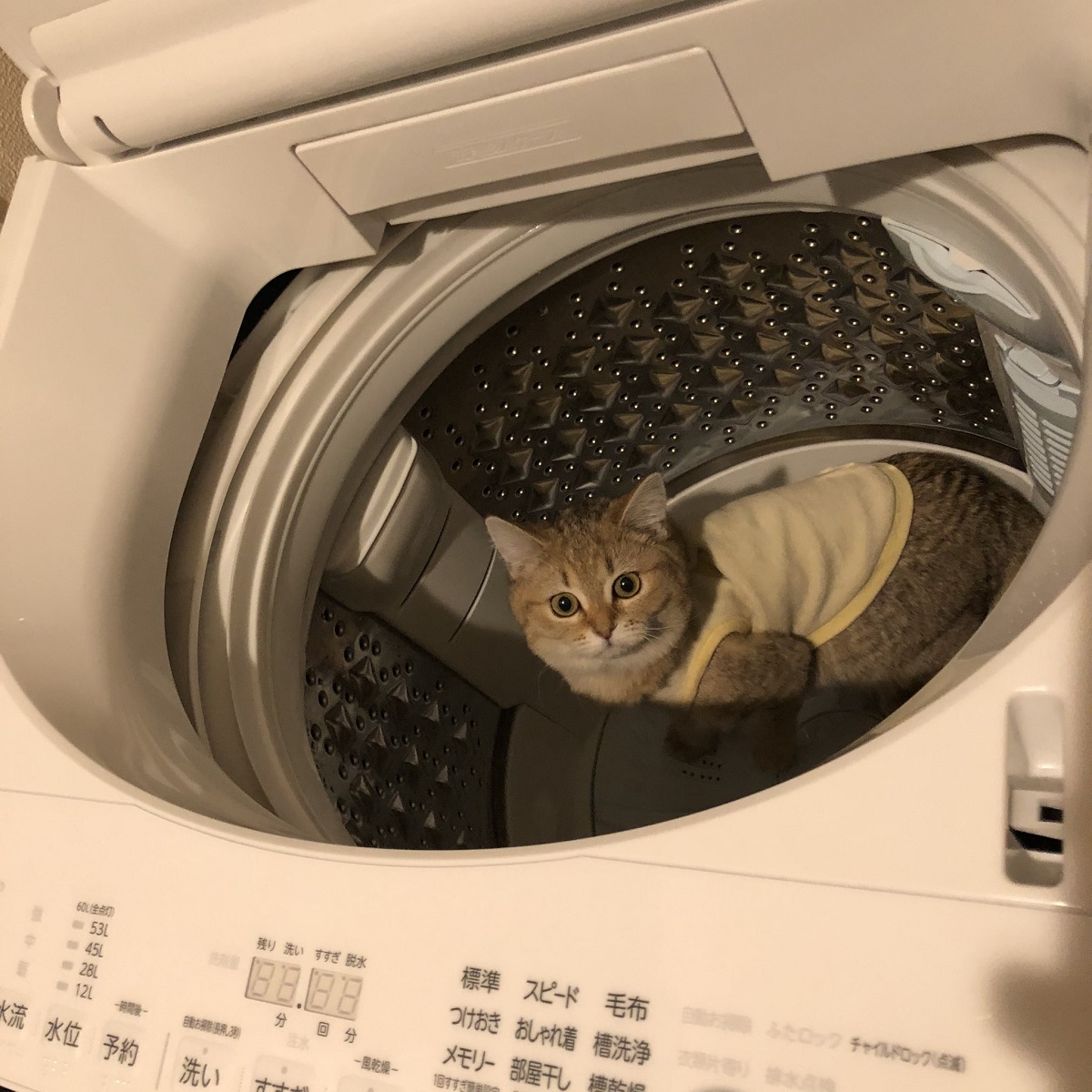 「こっちがビックリしたわ！」洗濯機の中に愛猫