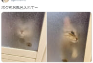 脱衣所から風呂場への入室を熱望する猫の姿がTwitterで話題。