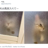 脱衣所から風呂場への入室を熱望する猫の姿がTwitterで話題。