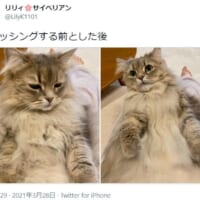 ブラッシングをする前と後をうつした猫の姿がTwitterで話題。