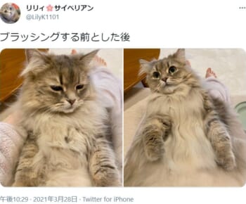 ブラッシングをする前と後をうつした猫の姿がTwitterで話題。