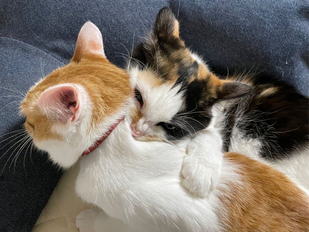 元気娘の妹猫のたまちゃんは姉猫のポチちゃんに構ってほしくて熱烈なスキンシップ。