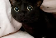 キュルルンとした黒猫のキャッツアイに目が釘付けになったTwitterユーザーが続出