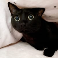 キュルルンとした黒猫のキャッツアイに目が釘付けになったTwitterユーザーが続出