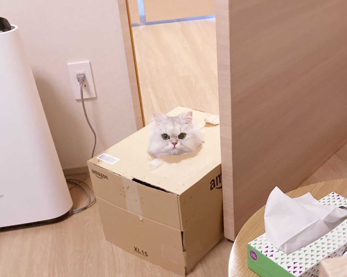 箱に入ったまま歩けた（ドヤ）　箱好きすぎて「箱入り娘」になった猫