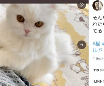 おねだりポーズをする子猫の姿がTwitterで話題。