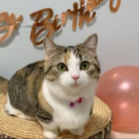 「誕生日」を迎えた猫ちゃんの投稿がTwitterで反響。