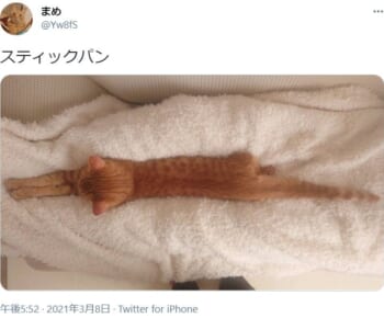 スティックパンにしか見えない猫がTwitterで話題。