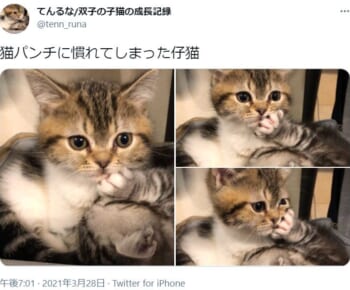 姉からの猫パンチに微動だにしない妹猫の姿がTwitterで話題。