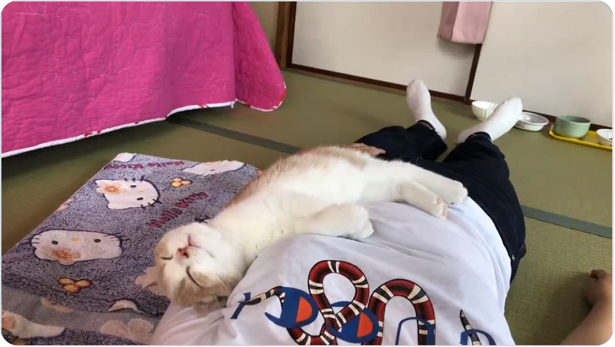 寝ているとき重いと思ったら……愛猫が身体の上でスヤァ