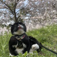 満開の桜に魅入られた猫の姿がTwitterで話題。