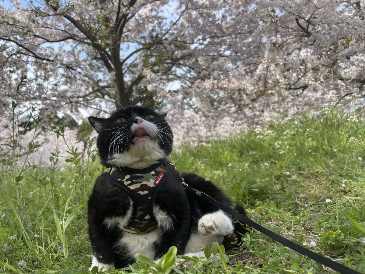 キレイだニャあ　満開の桜に魅入られた猫さん